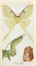 Edna Libby Beutenmüller